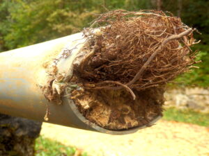 tree-root-in-pipe